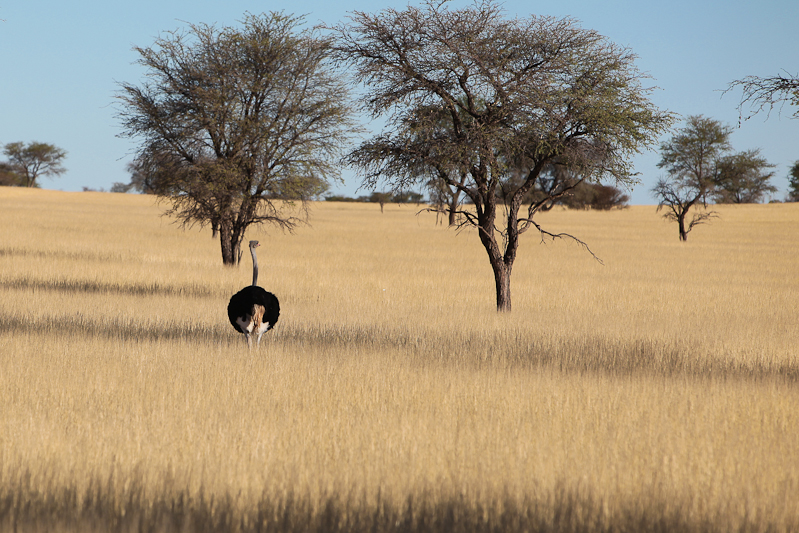 Kalahari Sundown Drive