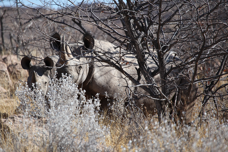 Gootberg Rino Tracking