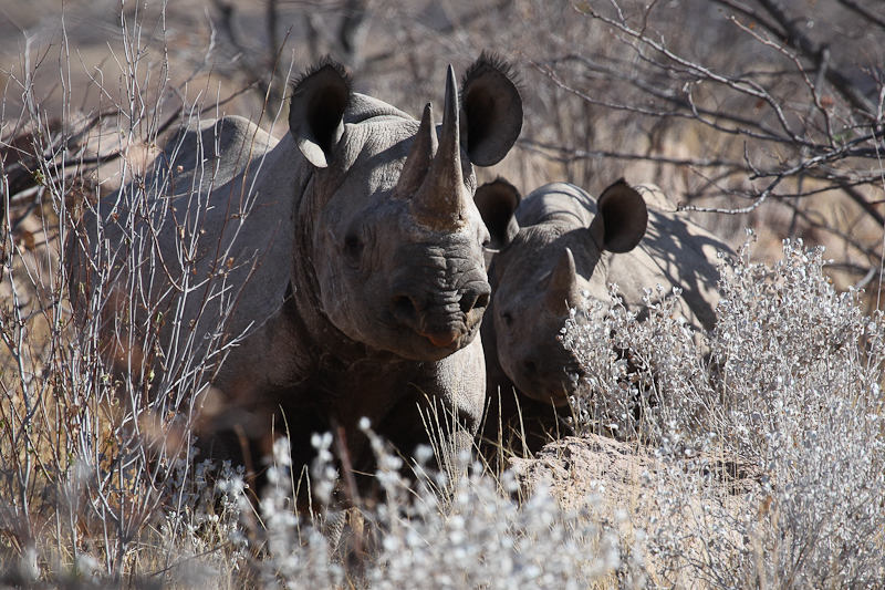 Gootberg Rino Tracking