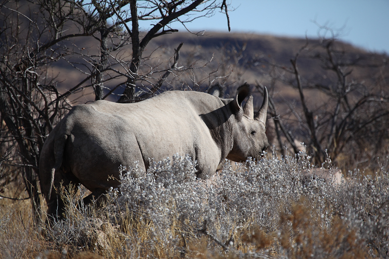 Gootberg Rino Tracking