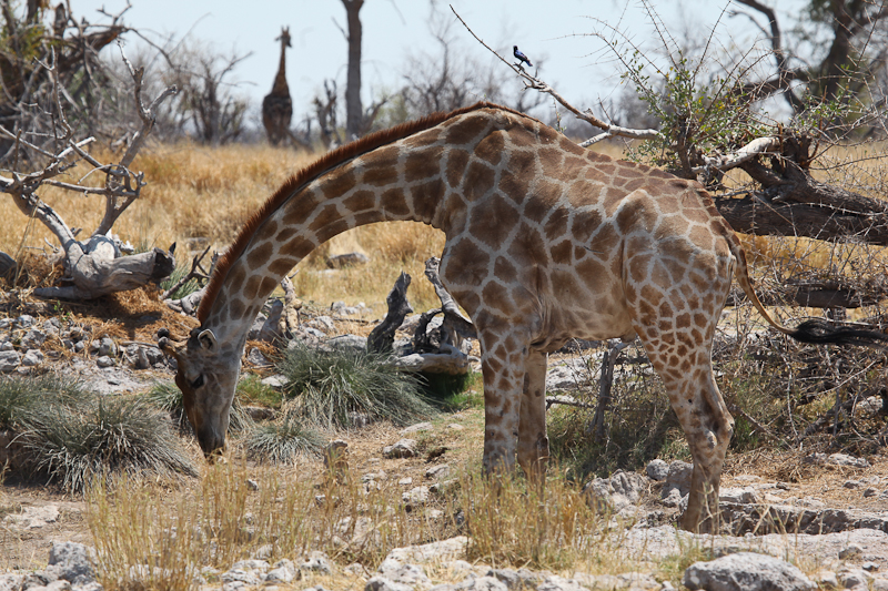 Giraffe
