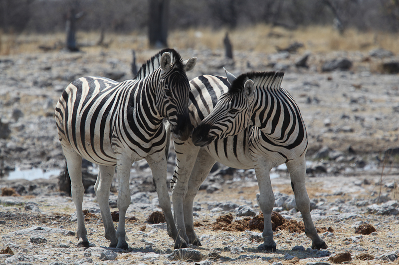 Zebra