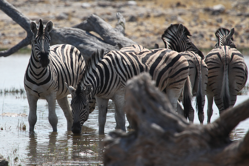 Zebra