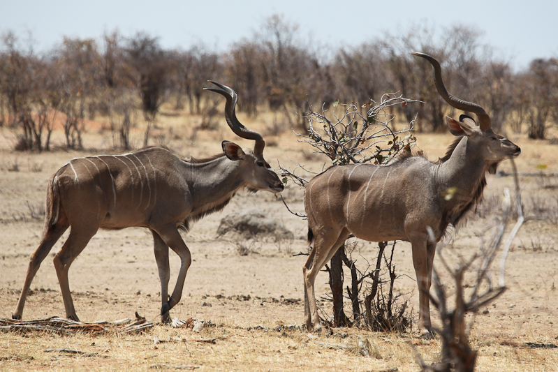 Kudu