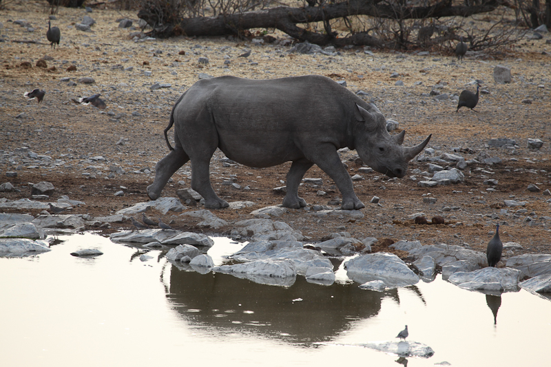 Nashorn