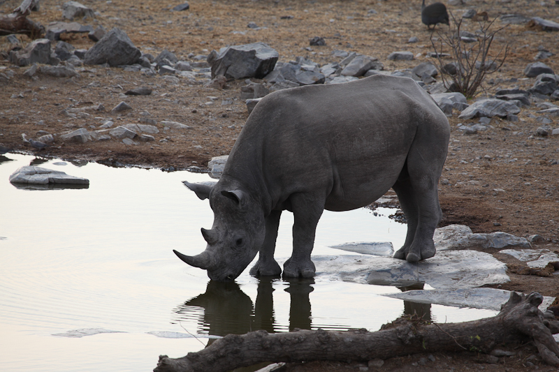 Nashorn