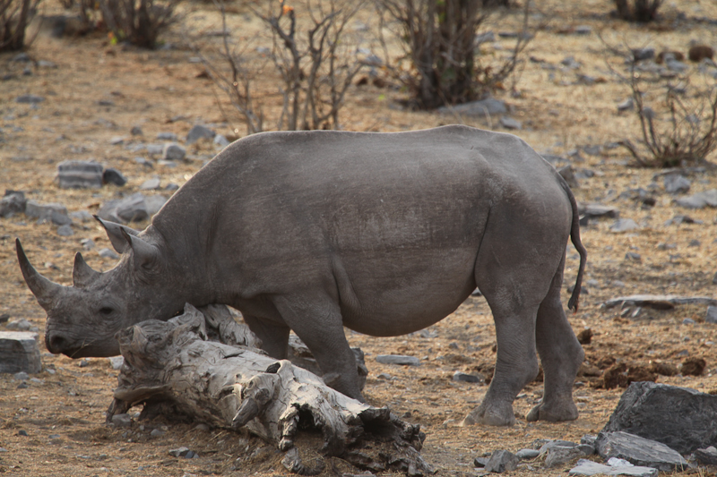 Nashorn