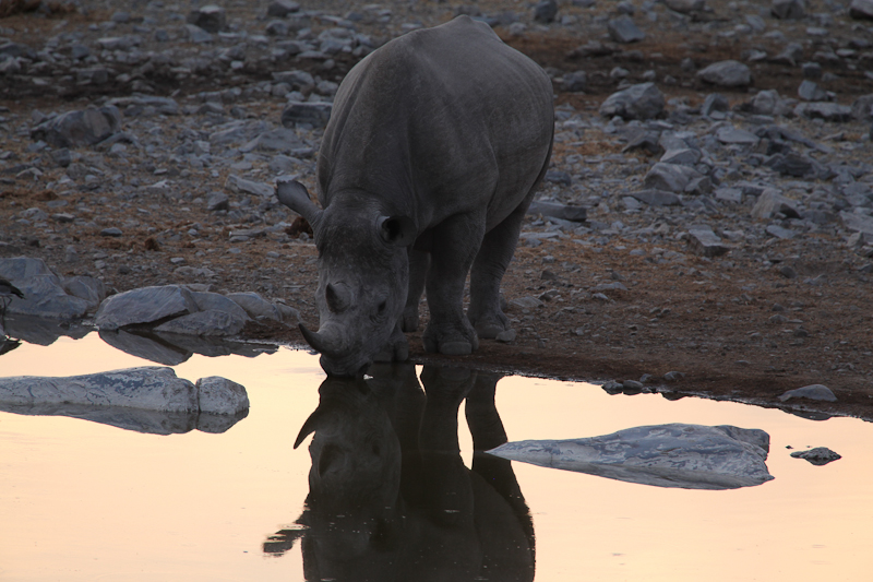 Nashorn