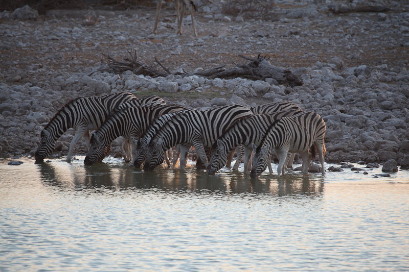 Zebra