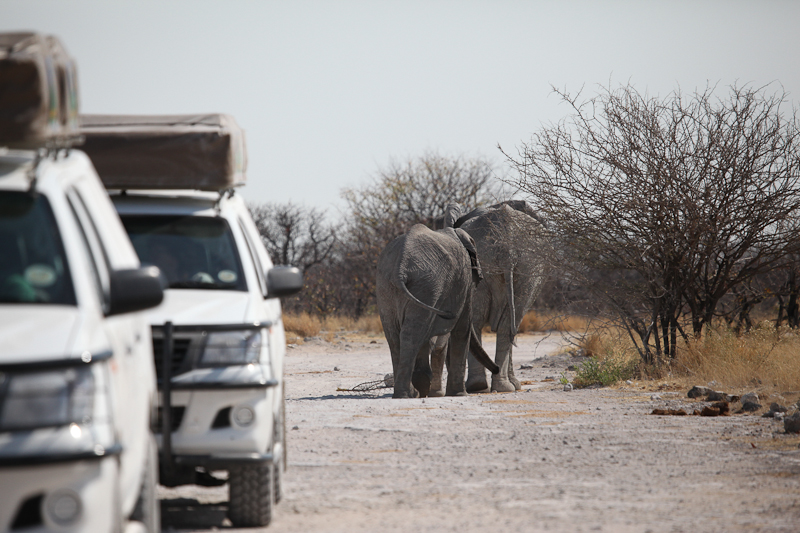 Elefant