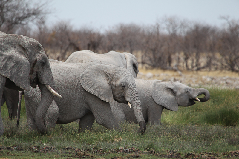 Elefant