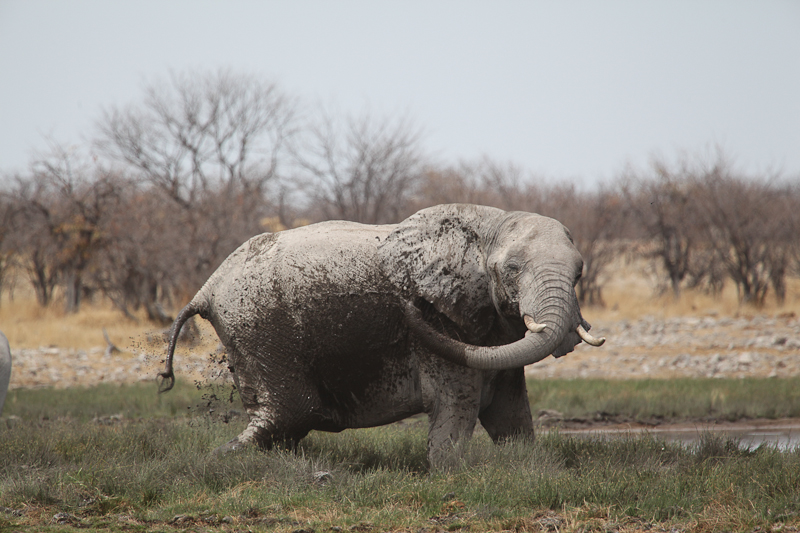 Elefant