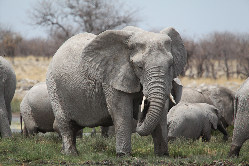 Elefant