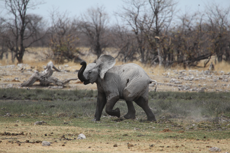Elefant