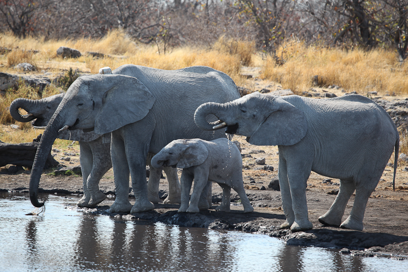 Elefant