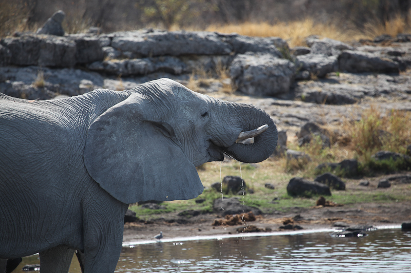 Elefant
