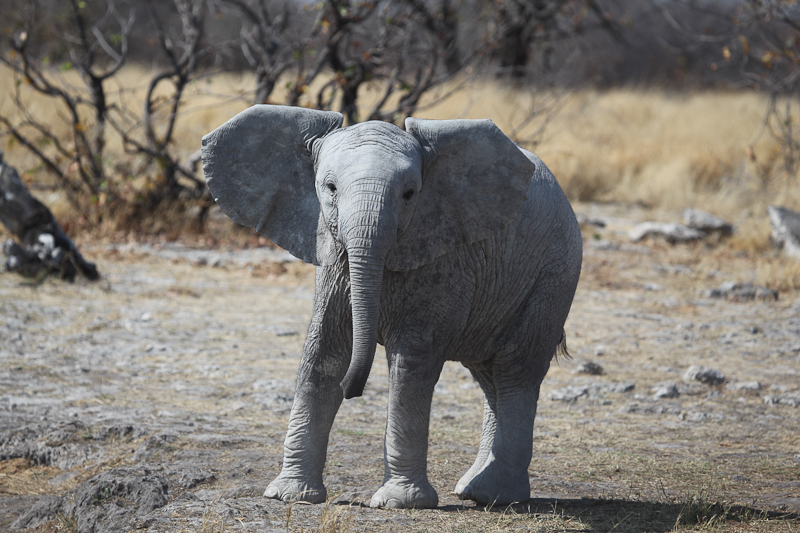 Elefant