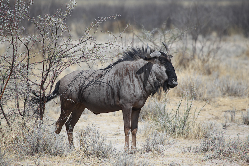 Gnu
