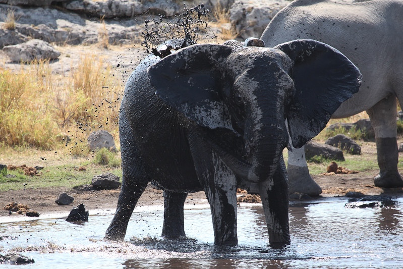 Elefant