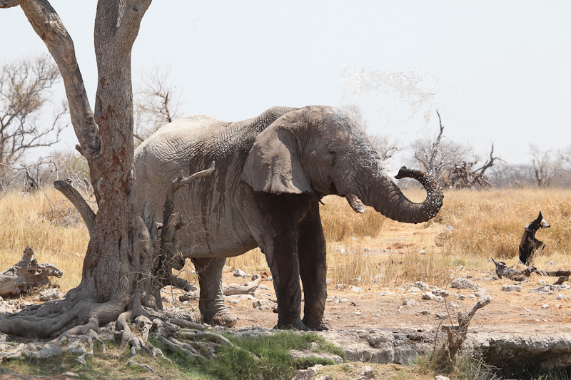 Elefant