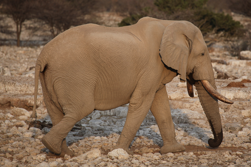 Elefant