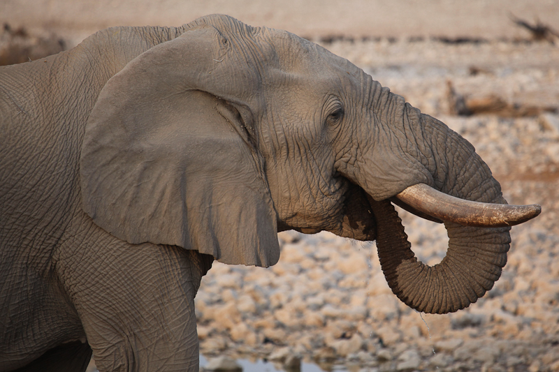 Elefant