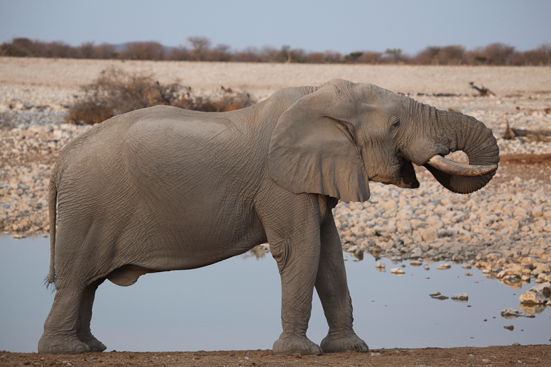 Elefant