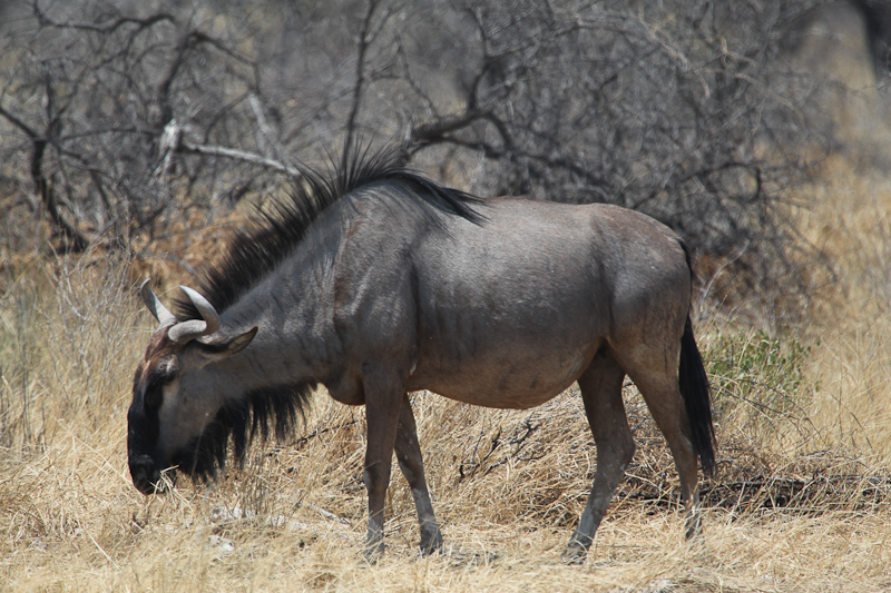 Gnu