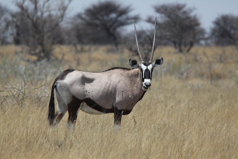 Oryx