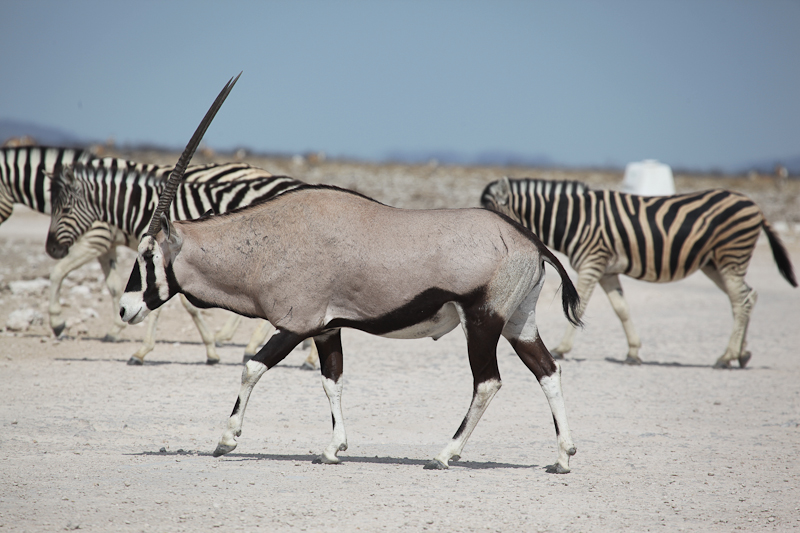 Oryx