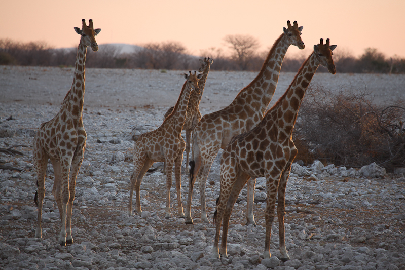 Giraffe