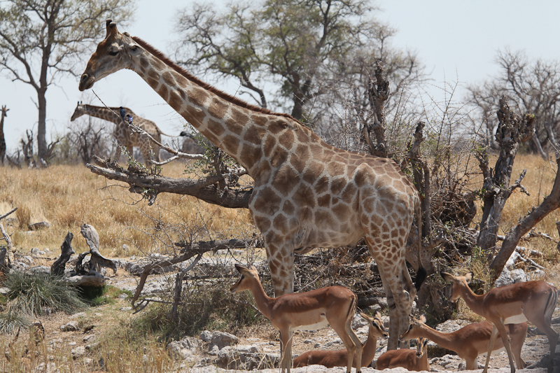 Giraffe