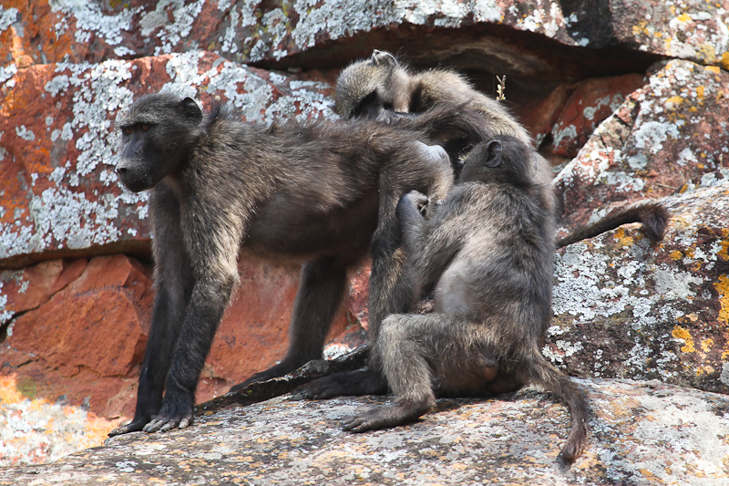 Paviane am Waterberg