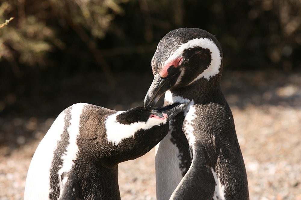 Humbold Pinguin