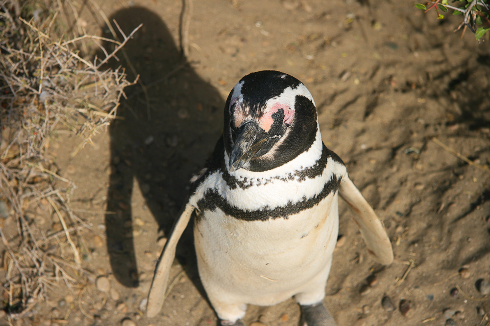 Humbold Pinguin
