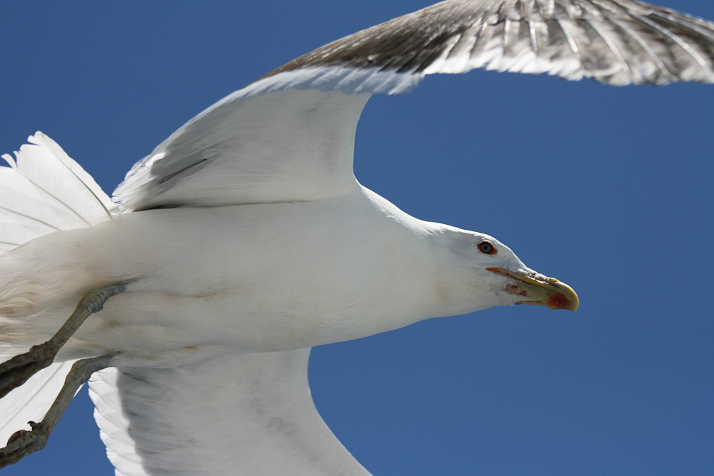 Möwe