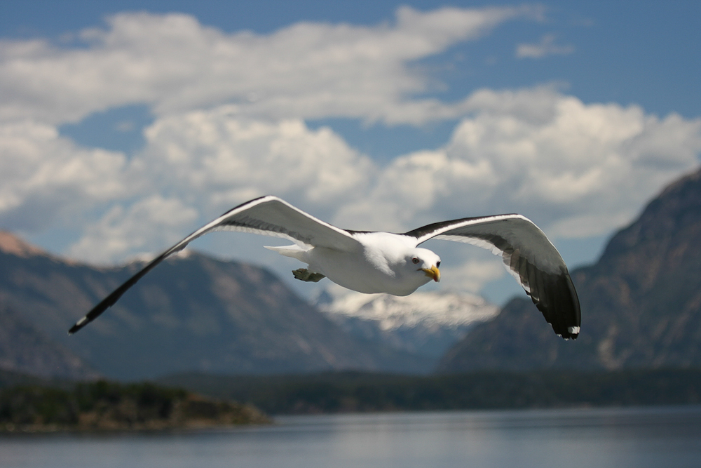 Möwe