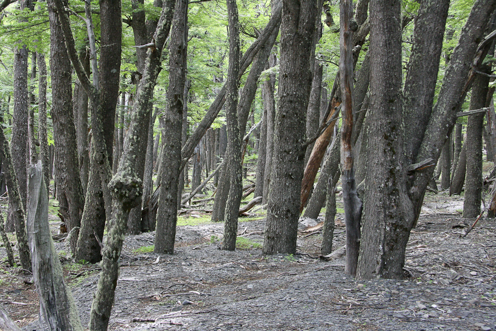 Wald