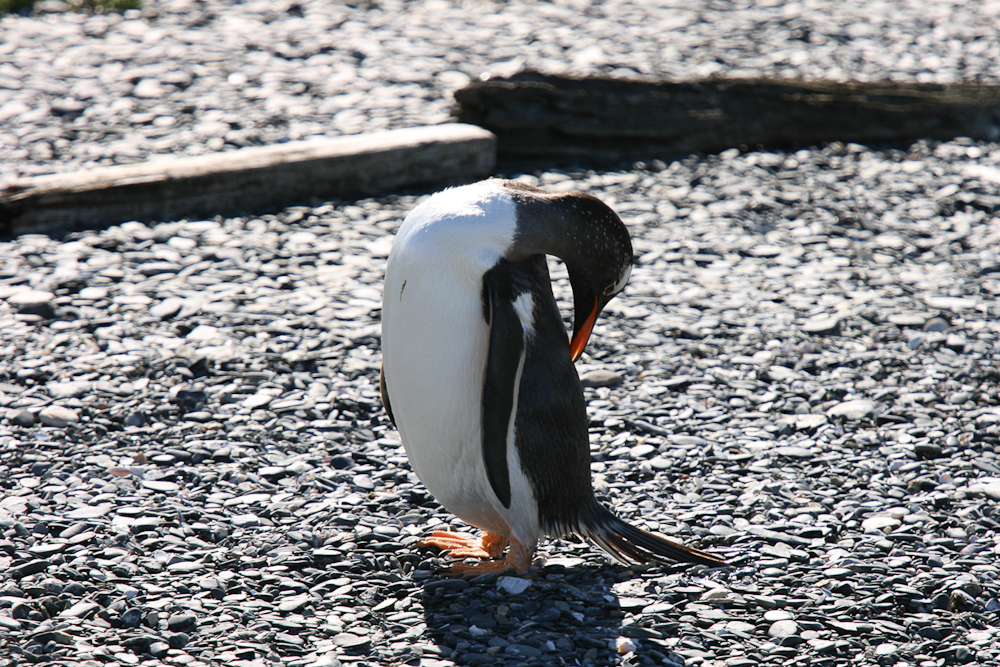 Pinguin  