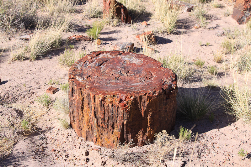 Petrified Forrest NP